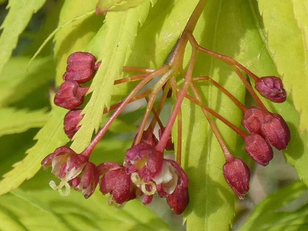 fleur de aceraceae acer palmatum cv. 'mikawa yatsubusa'
