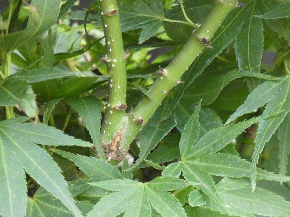 écorce de aceraceae acer palmatum cv. 'mikawa yatsubusa'