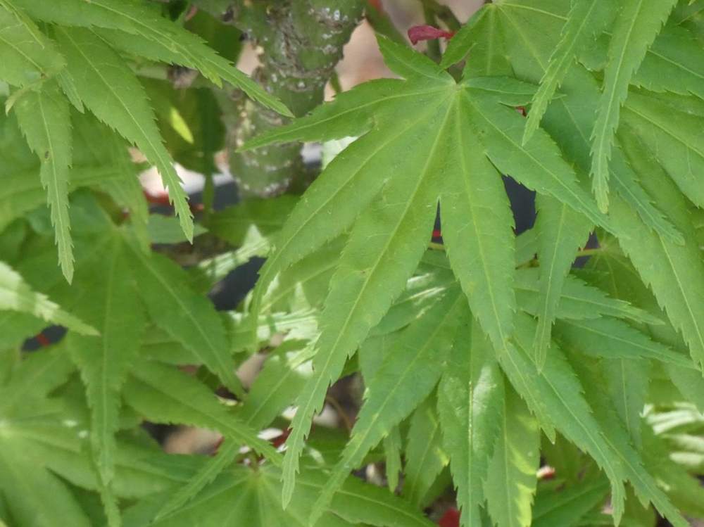 printemps de aceraceae acer palmatum cv. 'mikawa yatsubusa'