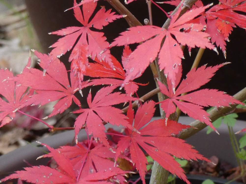 automne de aceraceae acer palmatum ssp. matsumurae cv. 'mila'