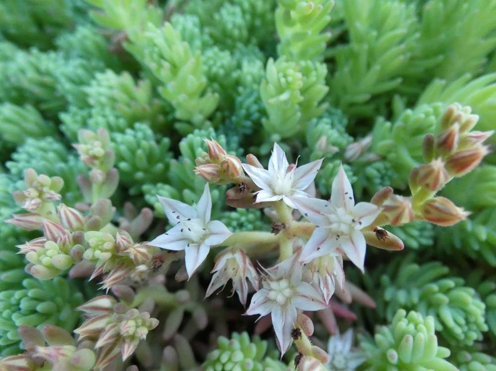 fleur de crassulaceae sedum hispanicum var. minus