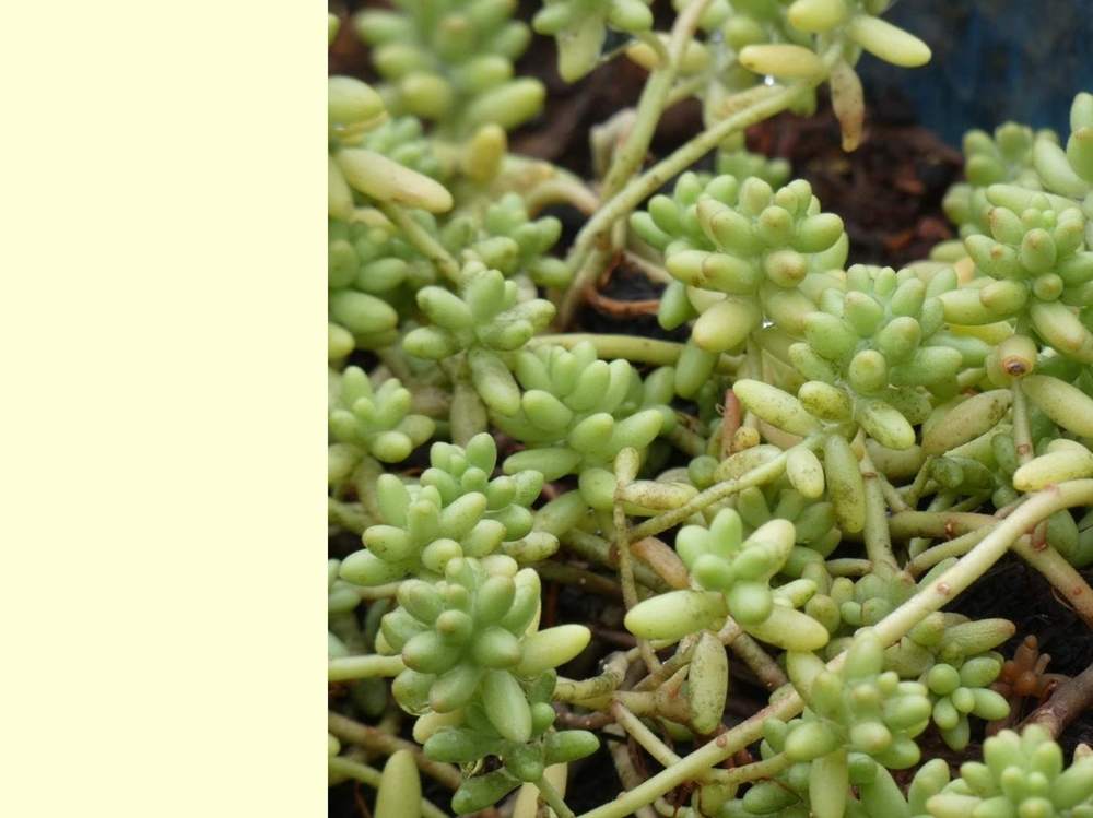 crassulaceae sedum hispanicum cv. 'minus'
