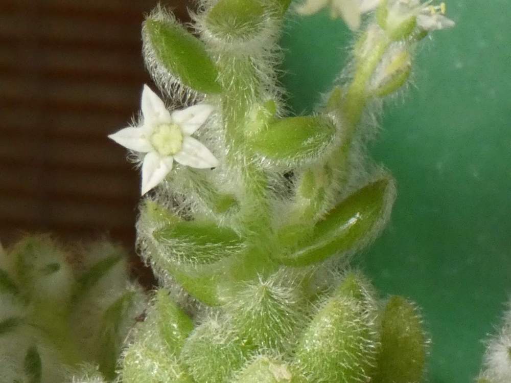 fleur de crassulaceae sedum mocinianum