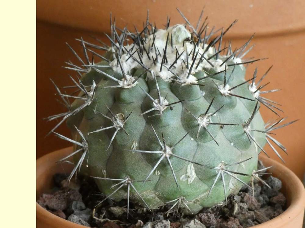 Cactaceae Copiapoa montana