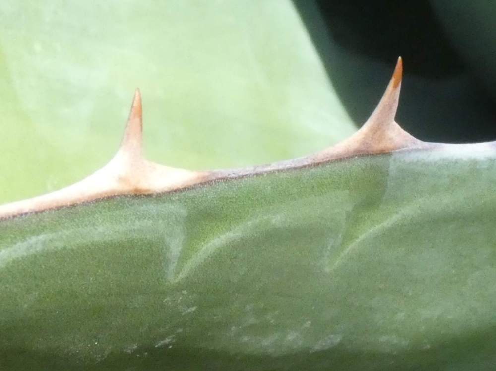 dent de agavaceae agave montana
