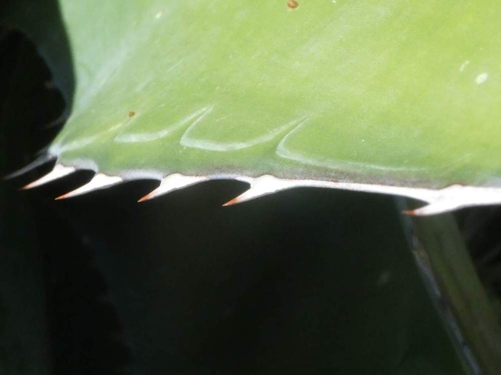 marge de agavaceae agave montana