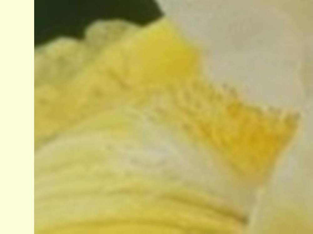 barbe de iridaceae iris barbu cv. 'montana de oro'