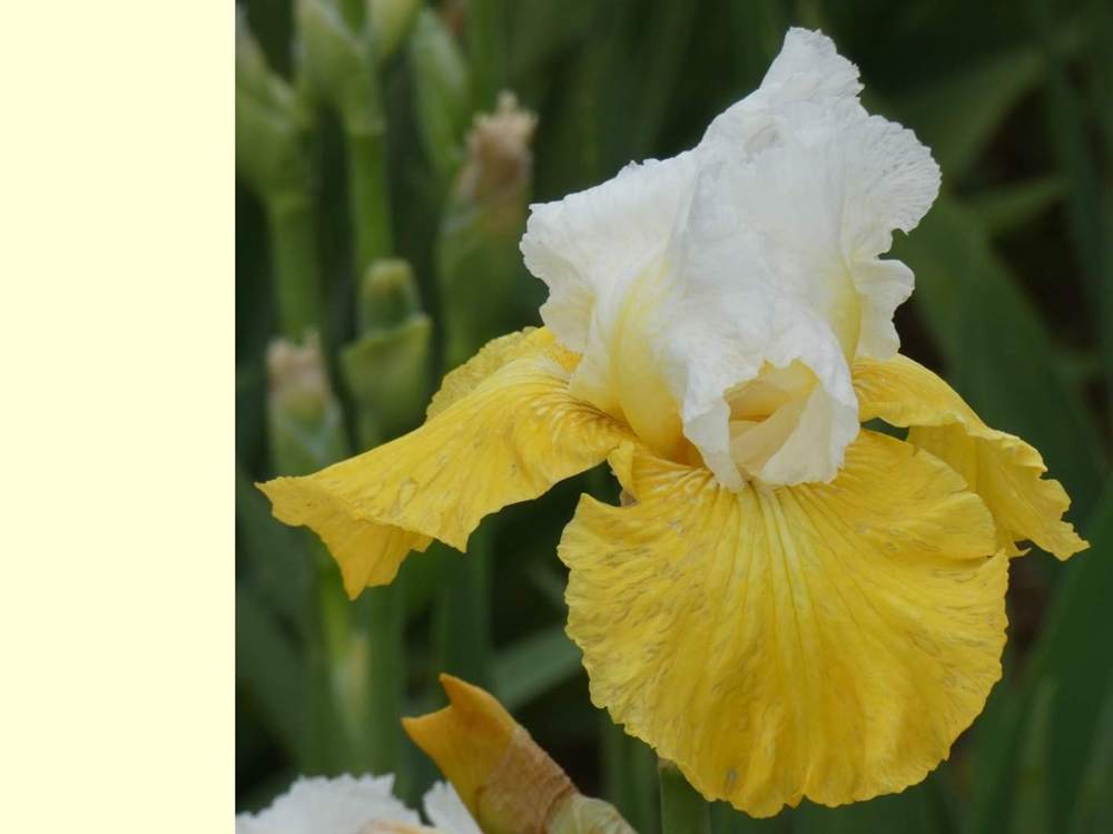 iridaceae iris barbu cv. 'montana de oro'