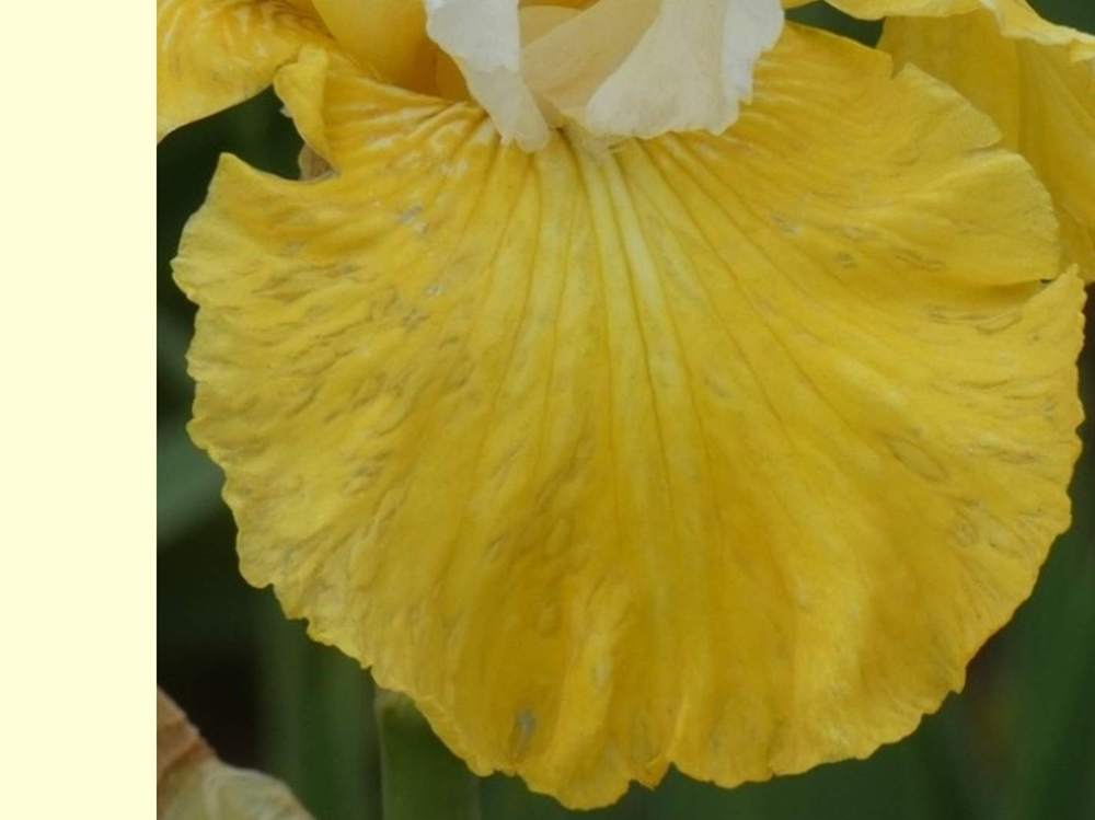 sépale de iridaceae iris barbu cv. 'montana de oro'