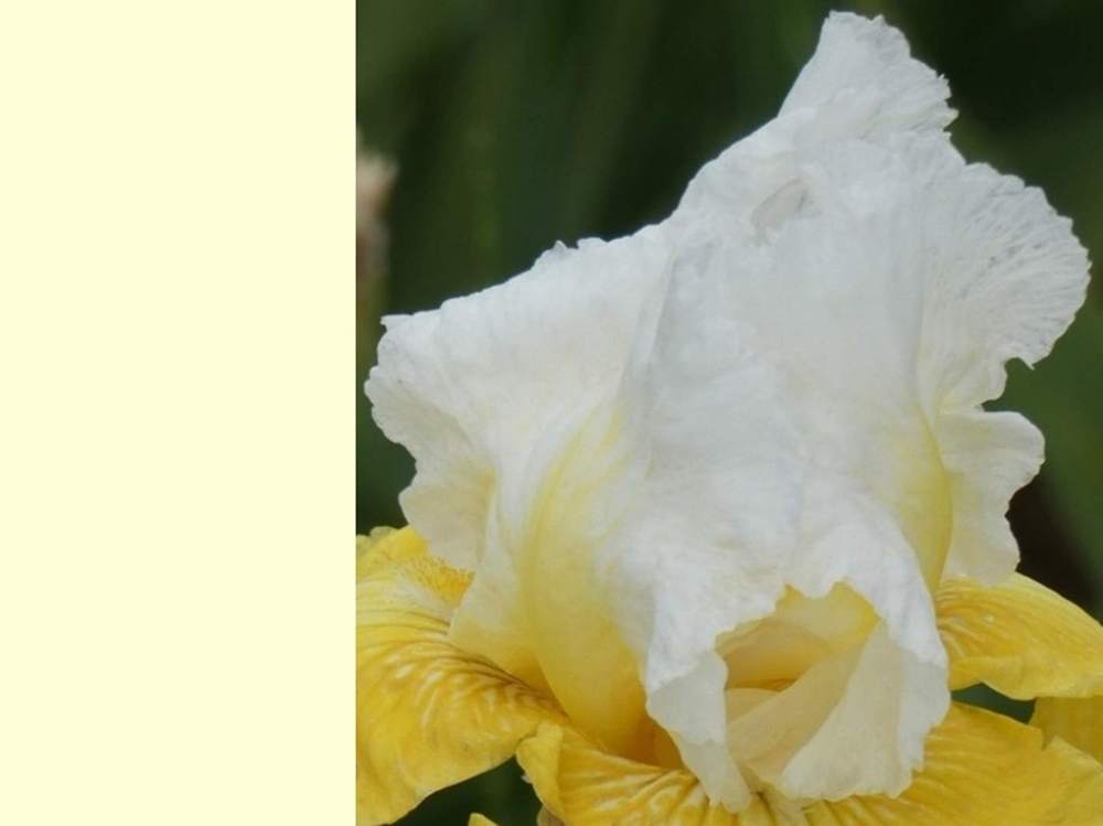 pétale de iridaceae iris barbu cv. 'montana de oro'