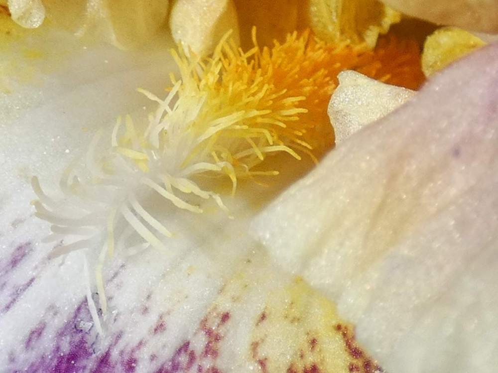 barbe de iridaceae iris barbu cv. 'montmartre'