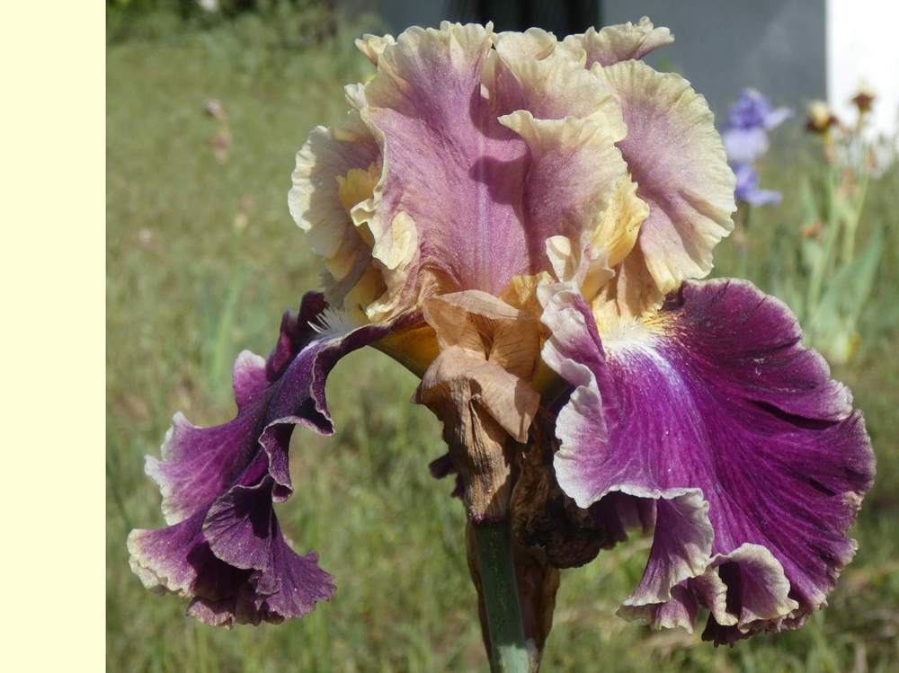 iridaceae iris barbu cv. 'montmartre'