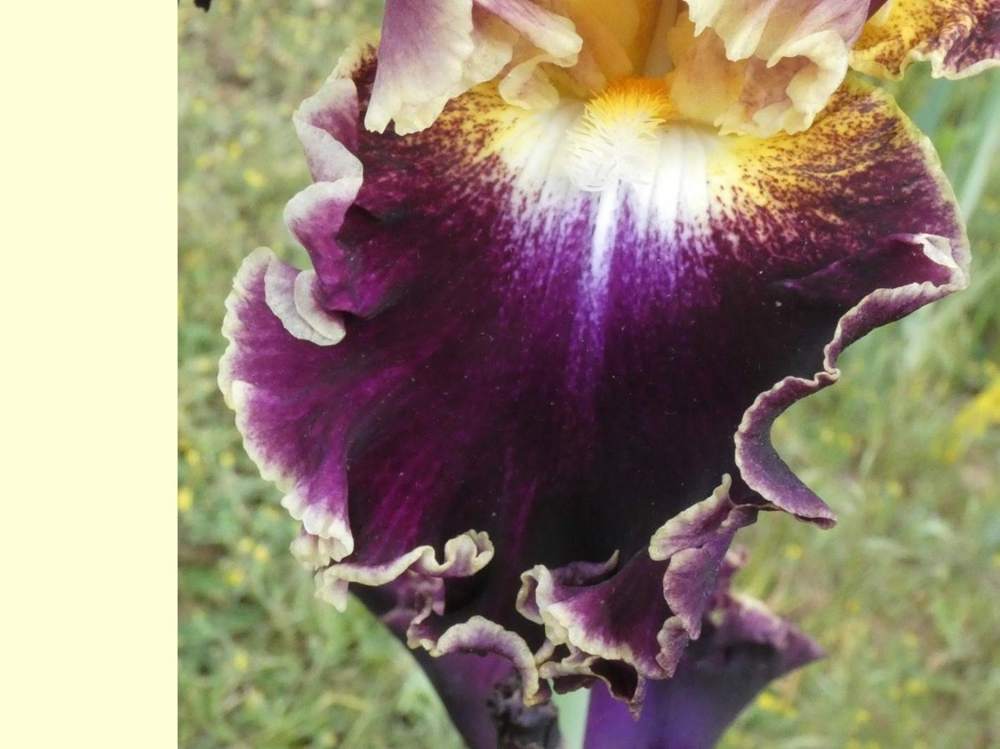 sépale de iridaceae iris barbu cv. 'montmartre'