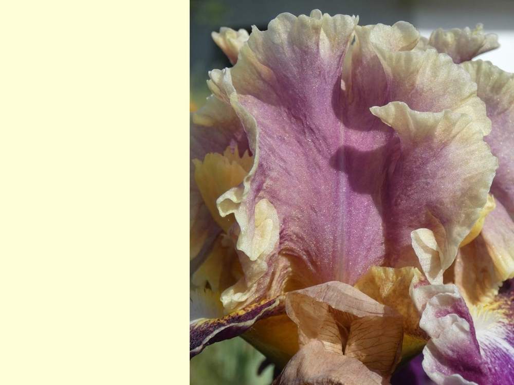 pétale de iridaceae iris barbu cv. 'montmartre'