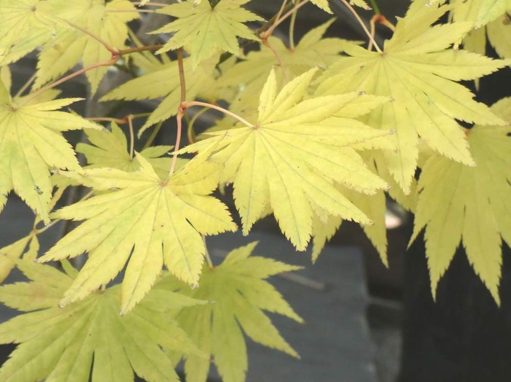 automne de aceraceae acer shirasawanum cv. 'moonrise'