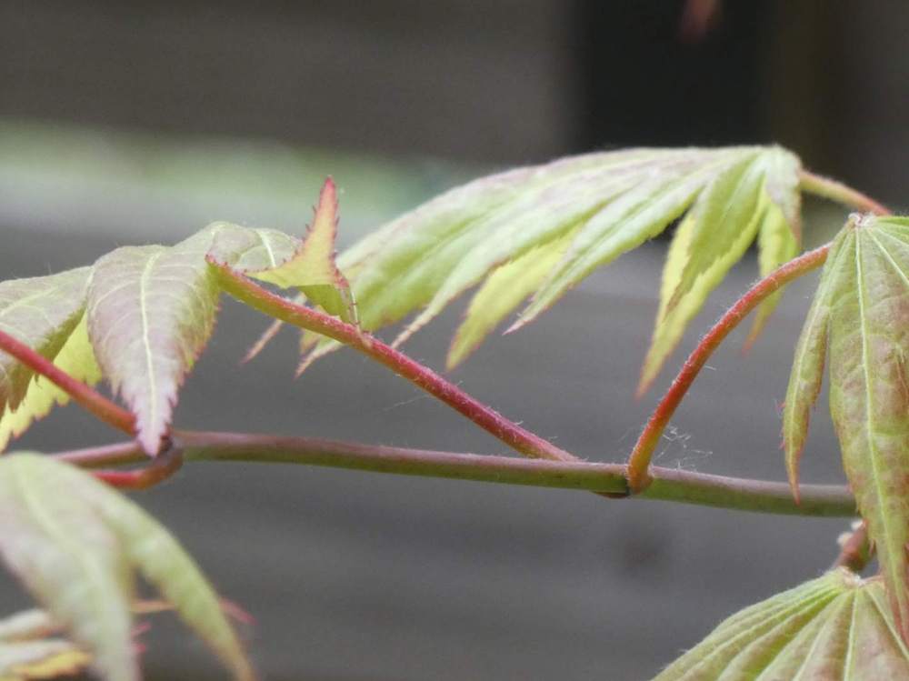jeune bois de aceraceae acer shirasawanum cv. 'moonrise'