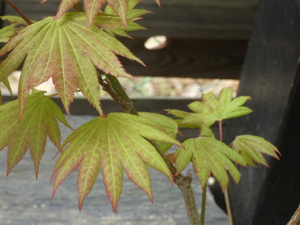 printemps de aceraceae acer shirasawanum cv. 'moonrise'