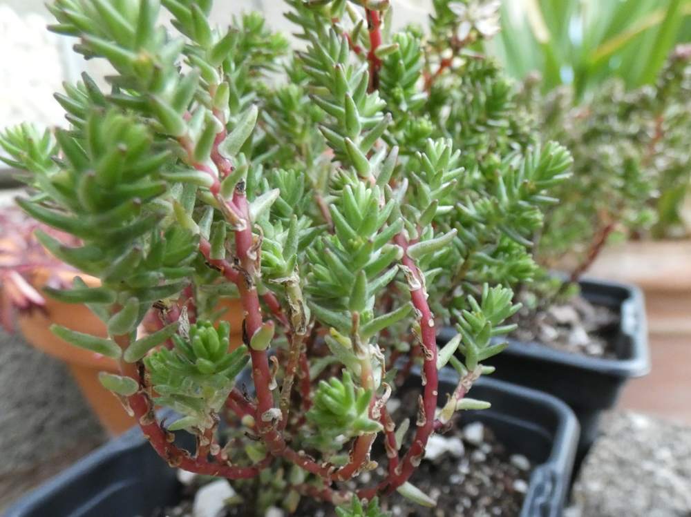 visuel de crassulaceae sedum moranense