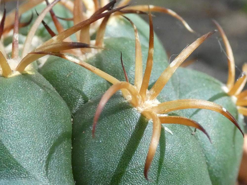 aréole-aiguillon de cactaceae gymnocalycium mostii