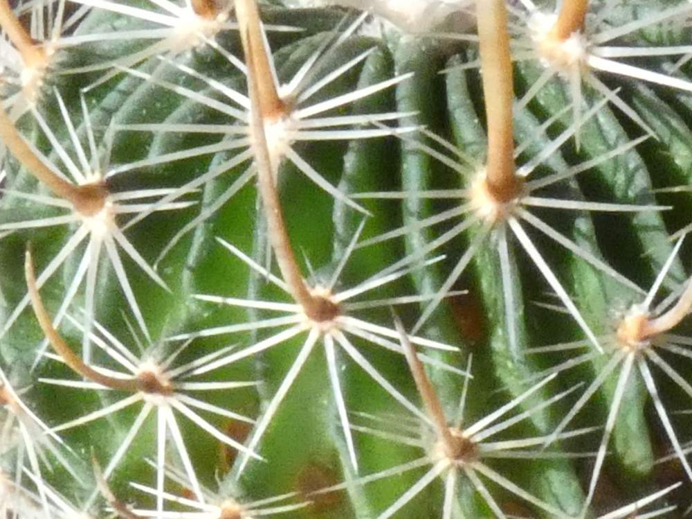 aréole-aiguillon de cactaceae echinofossulocactus multicostatus