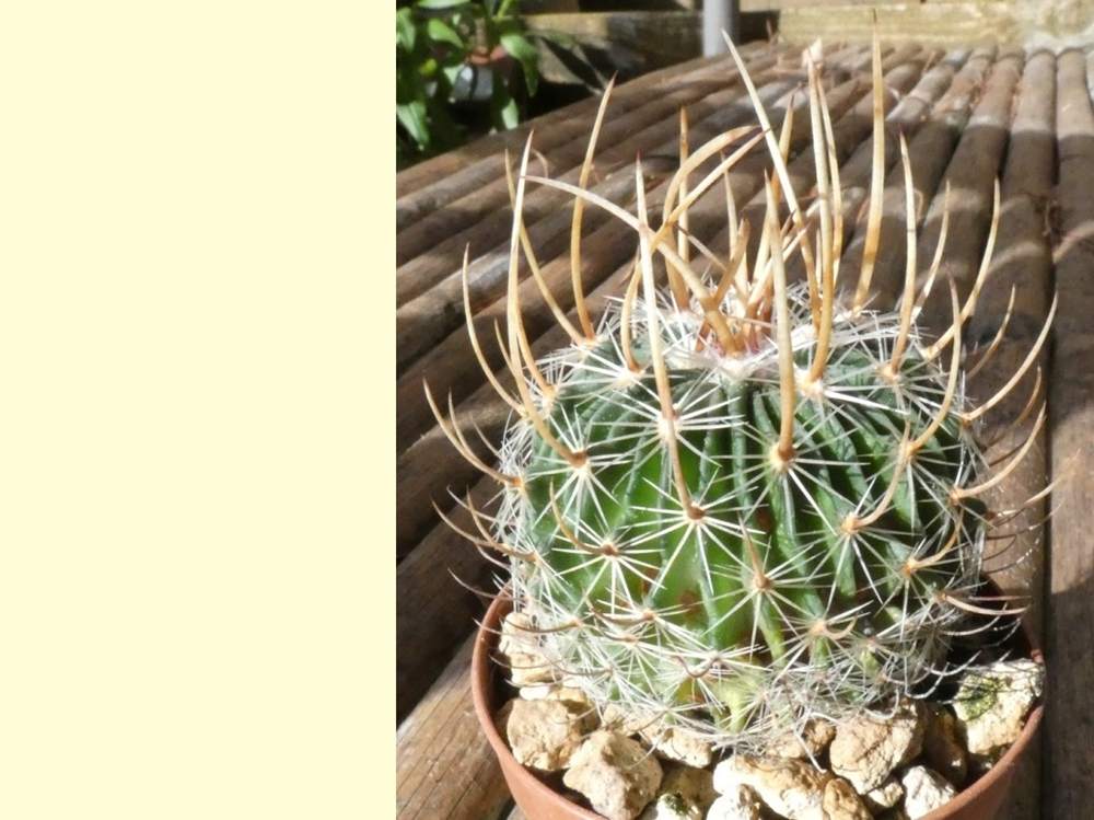 Cactaceae Echinofossulocactus multicostatus