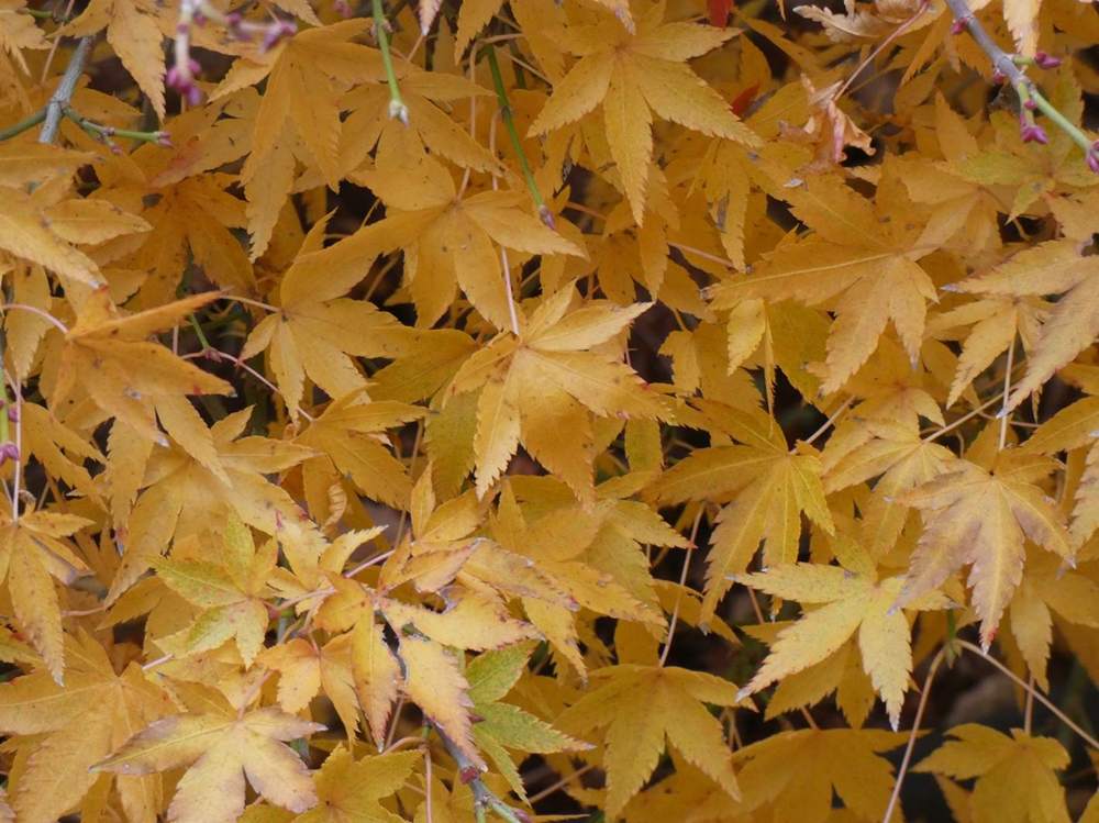automne de aceraceae acer palmatum cv. 'murasaki kiyohime'