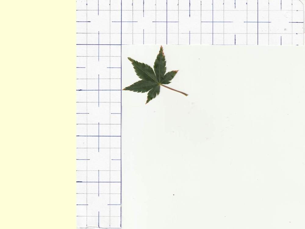 Aceraceae Acer palmatum cv. 'murasaki kiyohime'