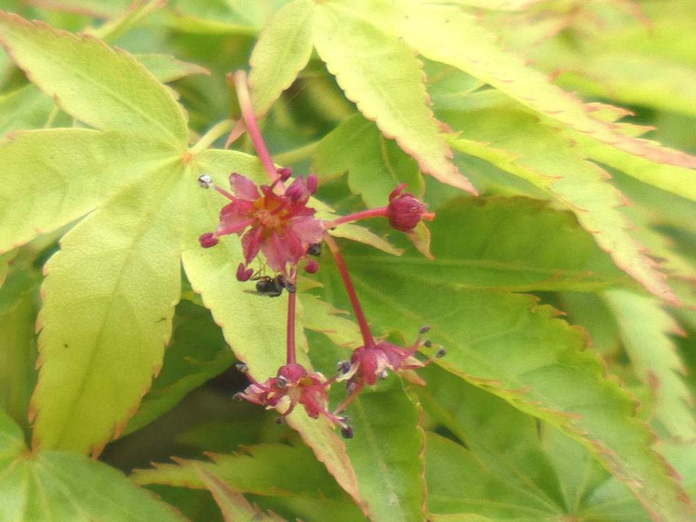 fleur de aceraceae acer palmatum cv. 'murasaki kiyohime'