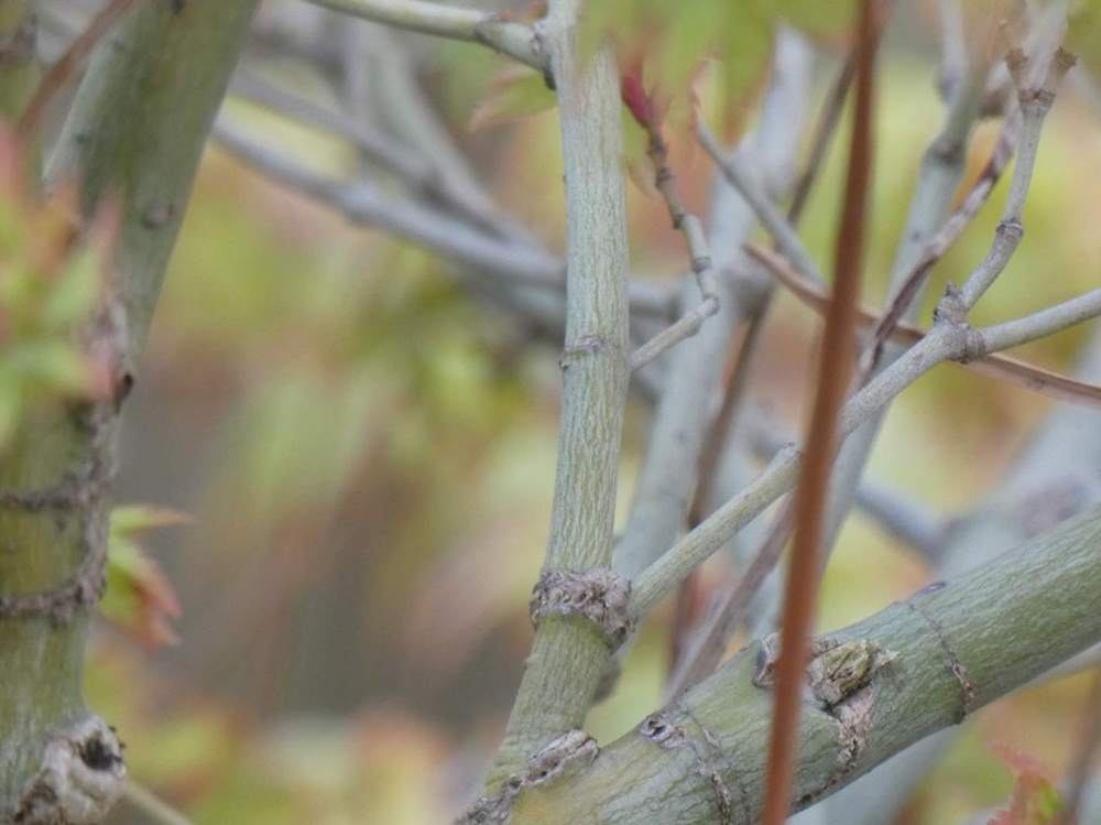 écorce de aceraceae acer palmatum cv. 'murasaki kiyohime'
