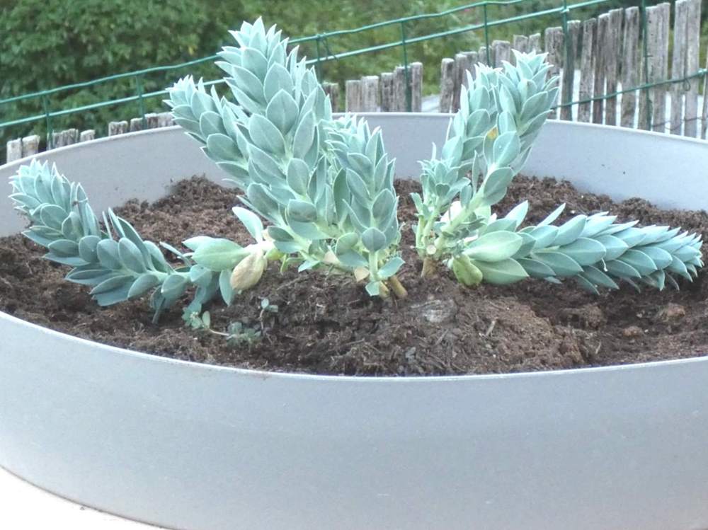 euphorbiaceae euphorbia myrsinites