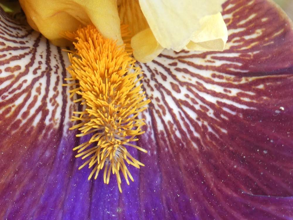 barbe de iridaceae iris barbu cv. 'mysterioso'
