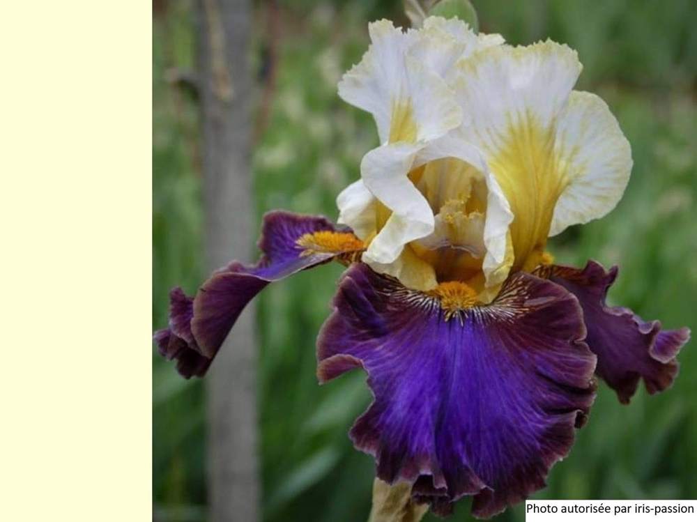 iridaceae iris barbu cv. 'mysterioso'