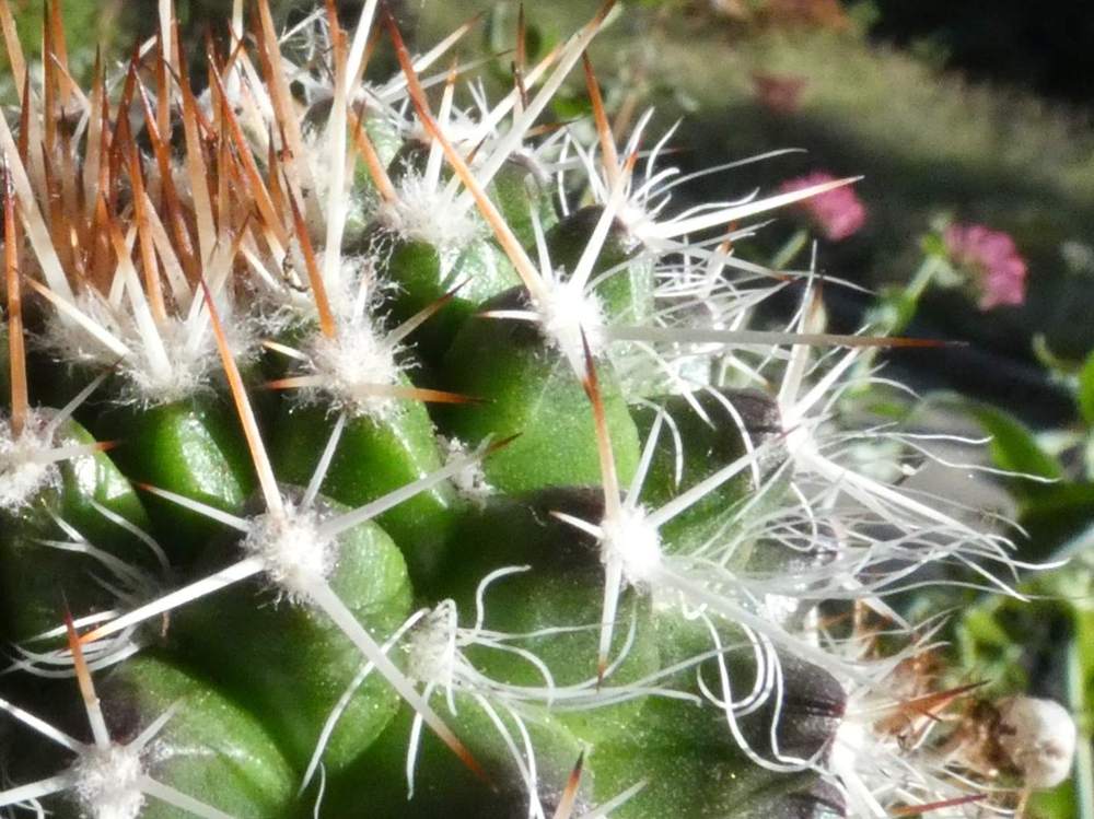 aréole-aiguillon de cactaceae mammillaria karwinskiana ssp. nejapensis