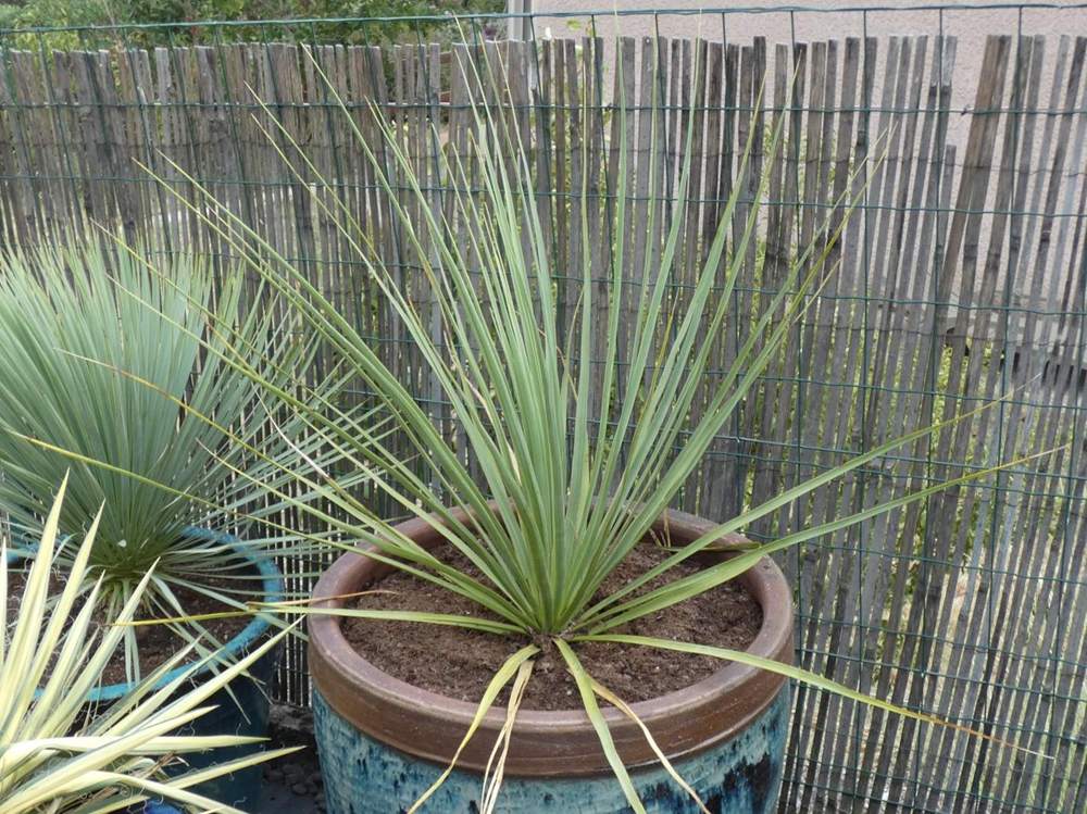 liliaceae nolina nelsonii