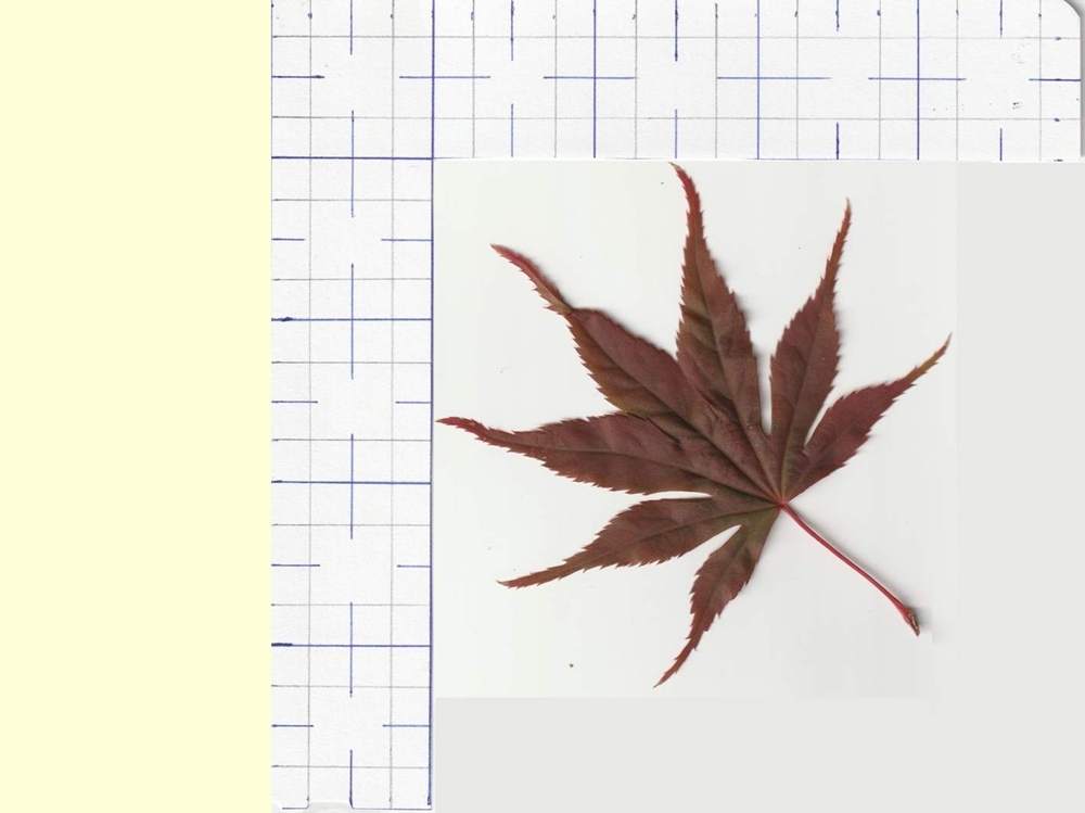 Aceraceae Acer palmatum ssp. matsumurae cv. 'nicholsonii'