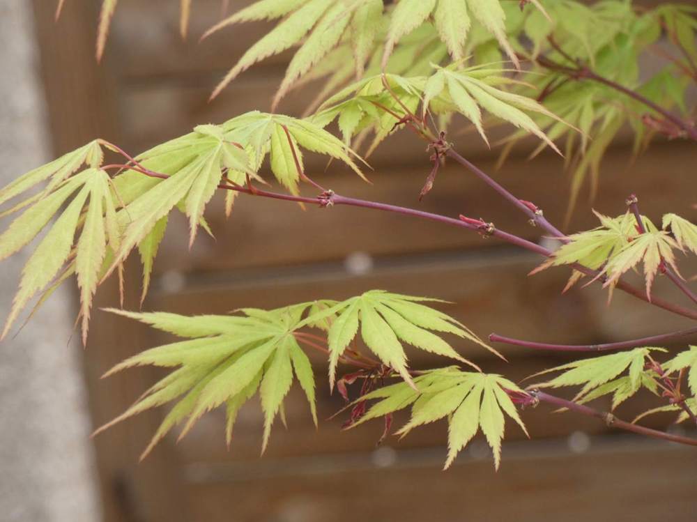 bois jeune de aceraceae acer palmatum ssp. matsumurae cv. 'nicholsonii'