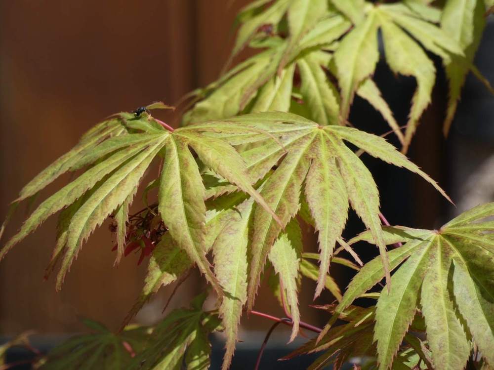 printemps de aceraceae acer palmatum ssp. matsumurae cv. 'nicholsonii'