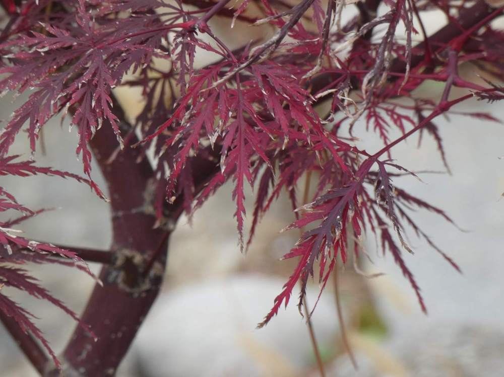 automne de aceraceae acer palmatum ssp. matsumurae gr. dissectum cv. 'nigrum'