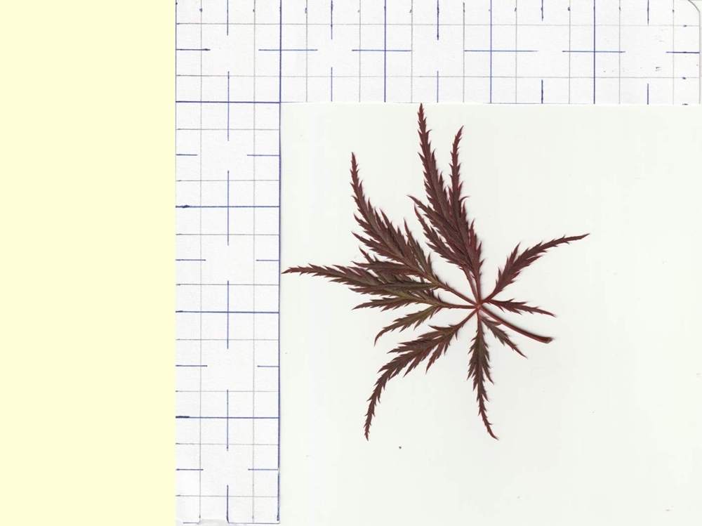 Aceraceae Acer palmatum ssp. matsumurae gr. dissectum cv. 'nigrum'