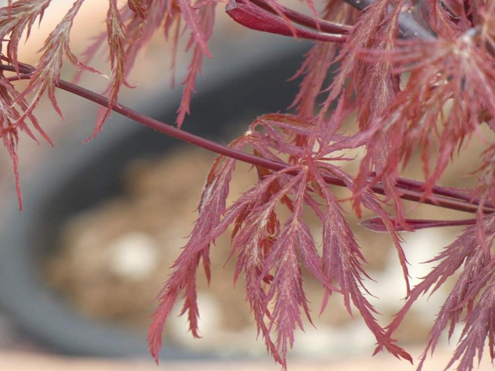 bois jeune de aceraceae acer palmatum ssp. matsumurae gr. dissectum cv. 'nigrum'
