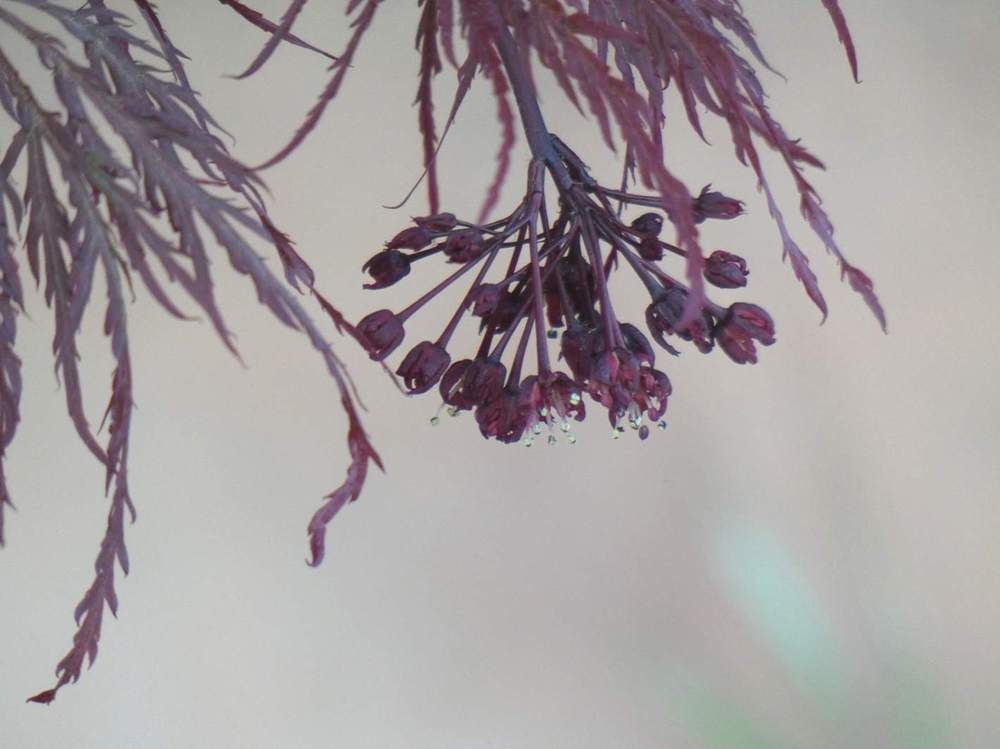 fleur de aceraceae acer palmatum ssp. matsumurae gr. dissectum cv. 'nigrum'
