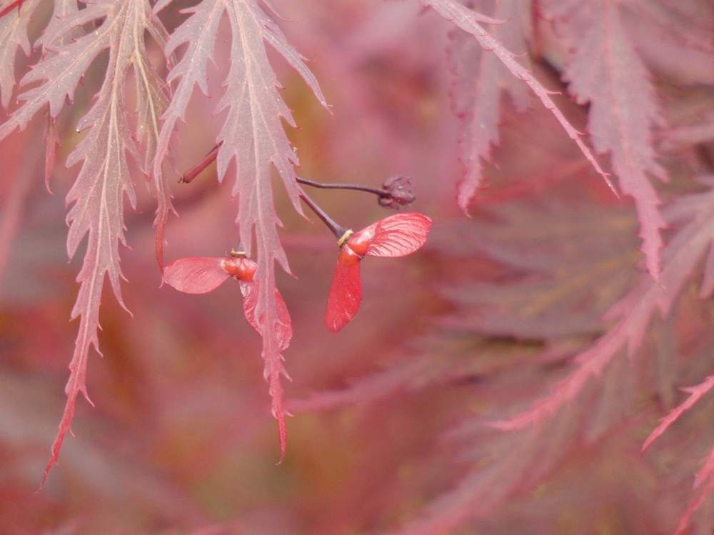 samare de aceraceae acer palmatum ssp. matsumurae gr. dissectum cv. 'nigrum'