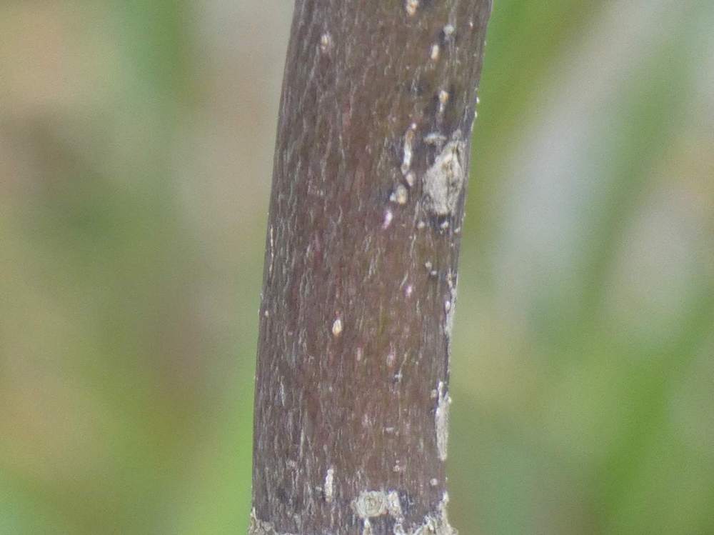 écorce de aceraceae acer palmatum ssp. matsumurae gr. dissectum cv. 'nigrum'