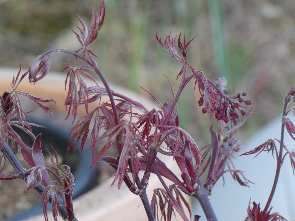 printemps de aceraceae acer palmatum ssp. matsumurae gr. dissectum cv. 'nigrum'
