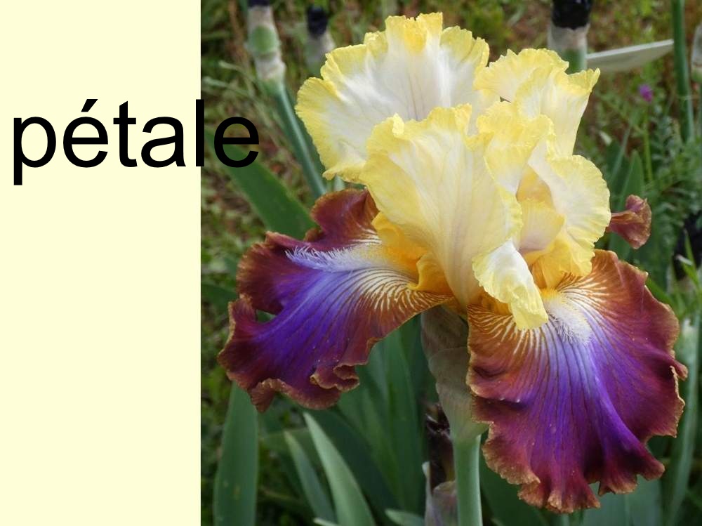 pétale de iridaceae iris barbu cv. 'not a clue'