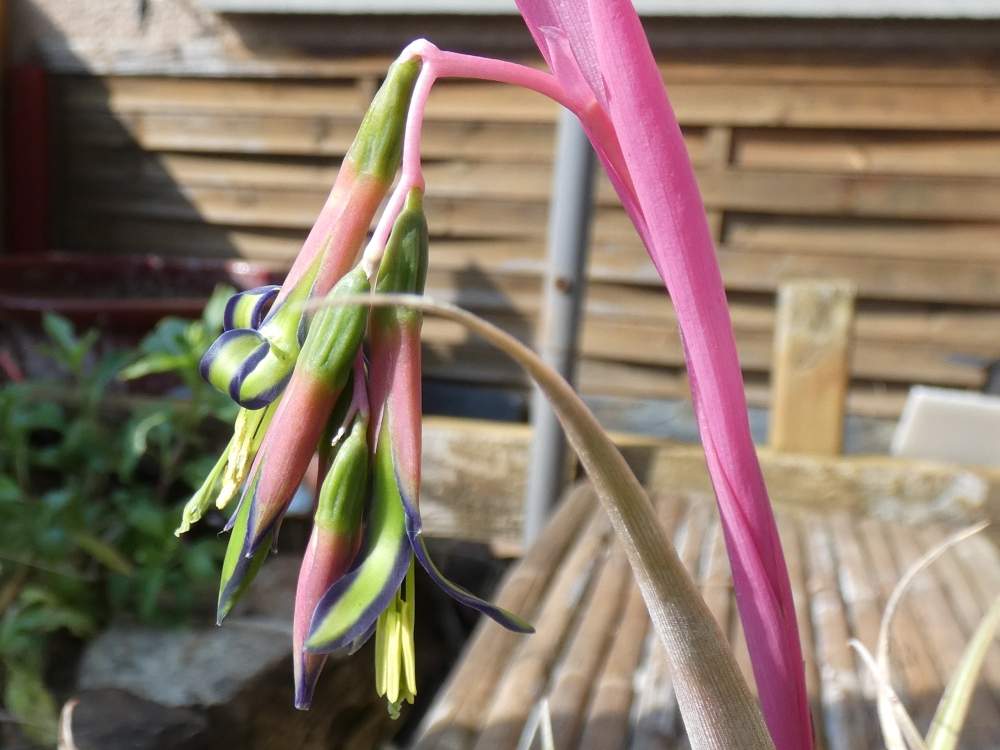 fleur de bromeliaceae billbergia nutans