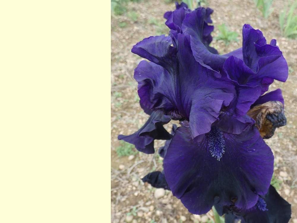 iridaceae iris barbu cv. 'obsidian'