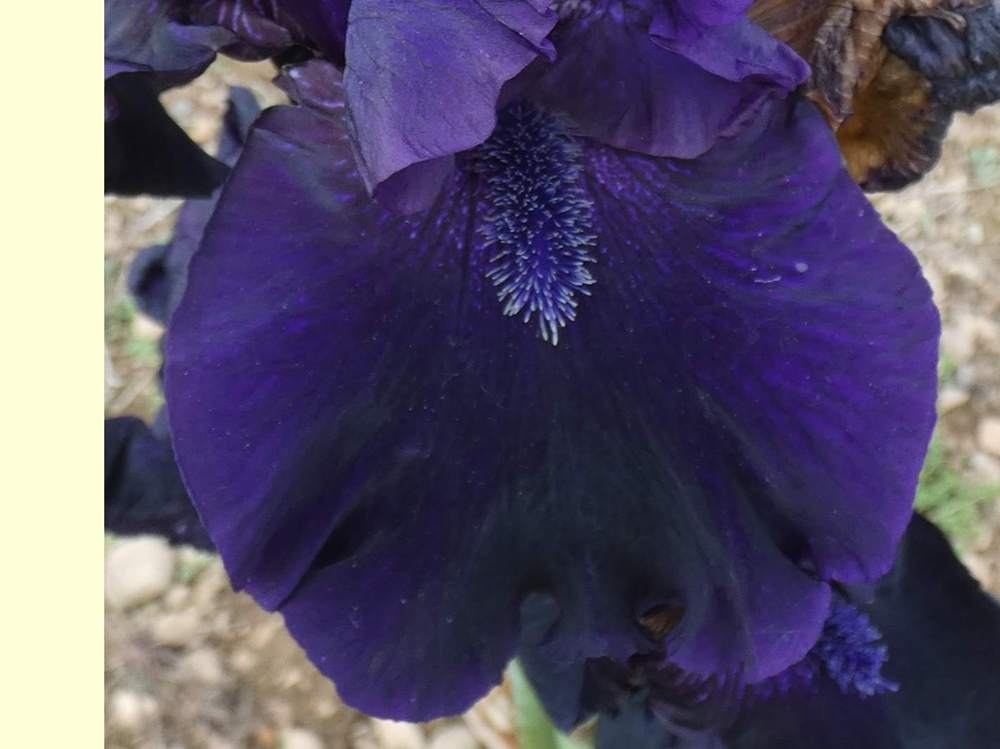 sépale de iridaceae iris barbu cv. 'obsidian'