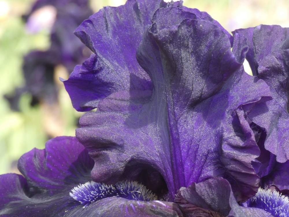 pétale de iridaceae iris barbu cv. 'obsidian'