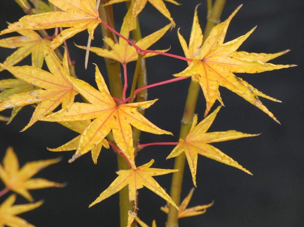 automne de aceraceae acer palmatum cv. 'okushimo'